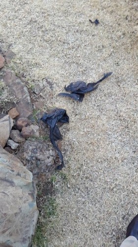 The poison was thrown over into the yard in a black plastic bag, by the suspects.