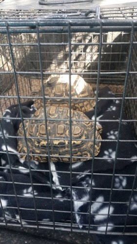 The tortoises were taken away by inspectors from JSPCA.
