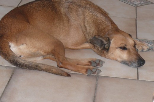 Sasha takes a nap.