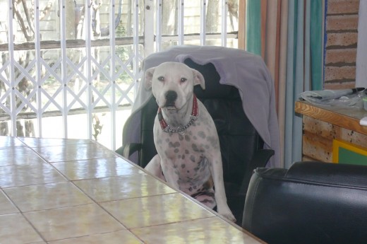 "This office work is for the dogs!!"