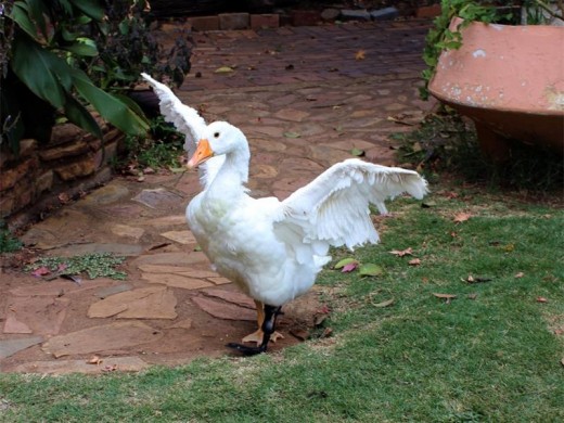 FLYING HIGH: The eight-month-old gosling is thriving, despite the odds.
