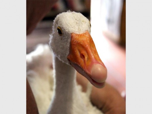 KEEPING HOPE ALIVE: Soon this gosling will receive a new, 3-D printed prosthetic leg.