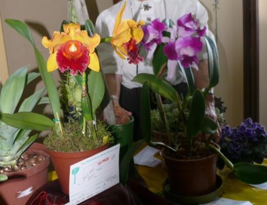 Anne Helmrich with her orchids.